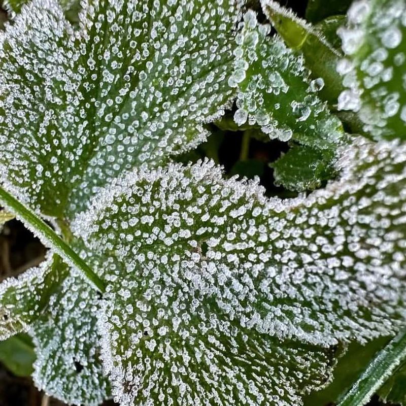 Protect Tender Perennials