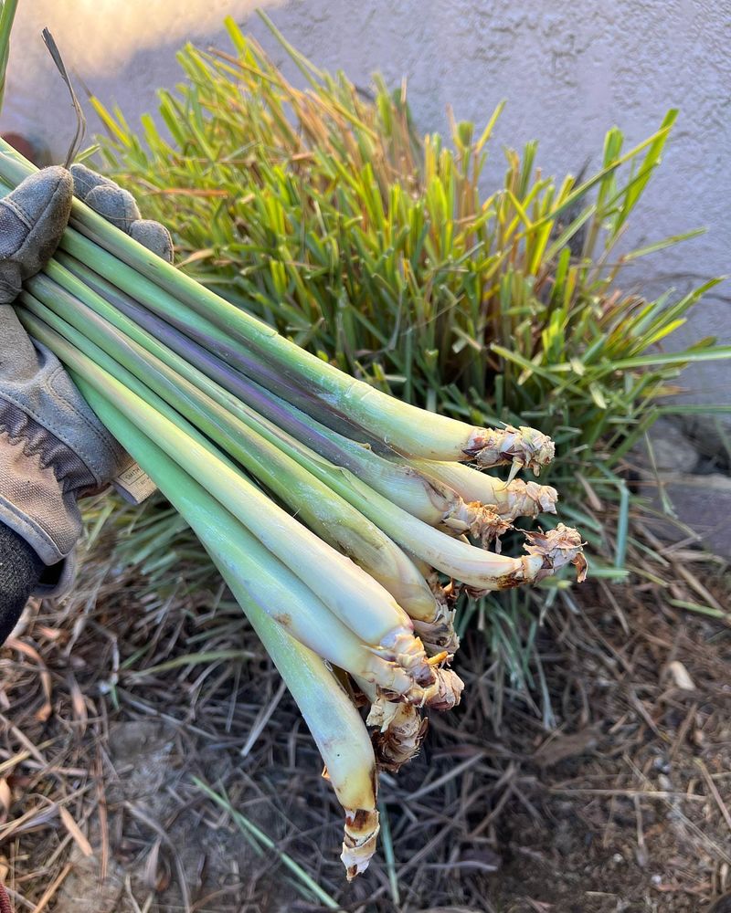 Cut Back Spent Annuals And Vegetables