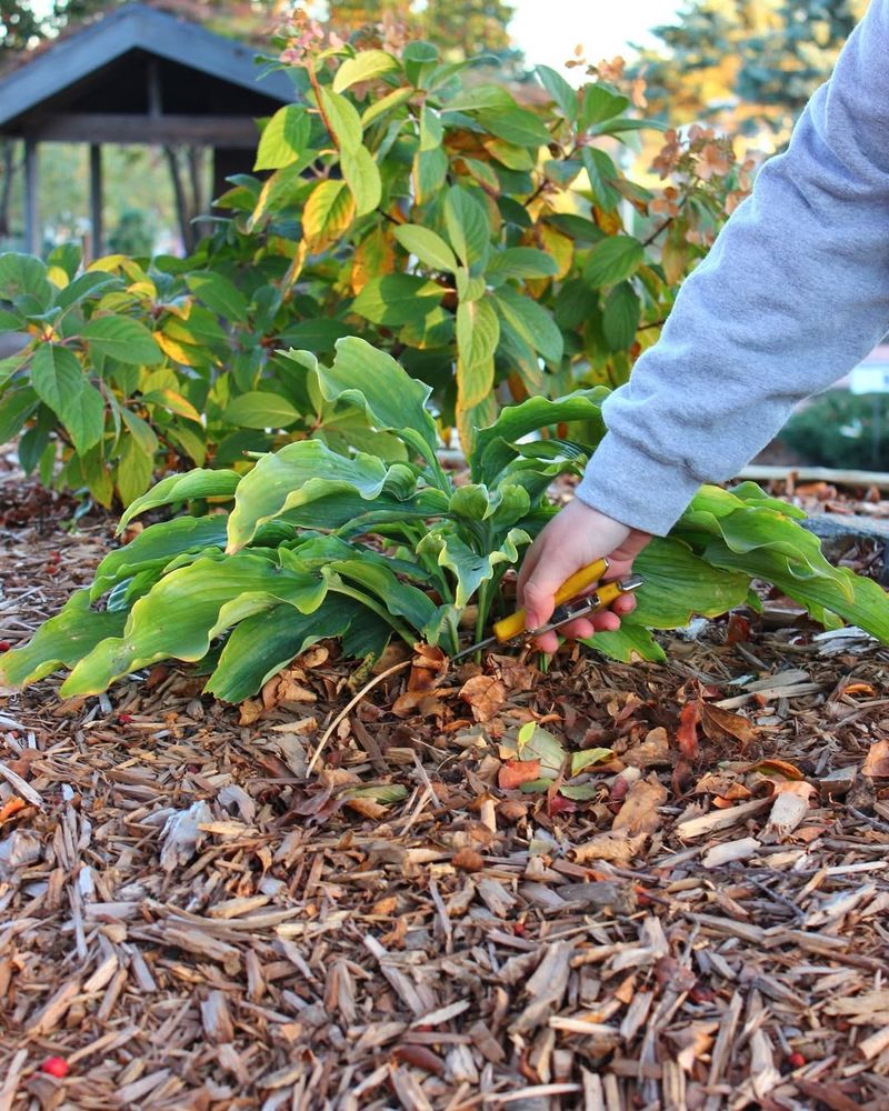 Cutting Perennials Down To The Ground