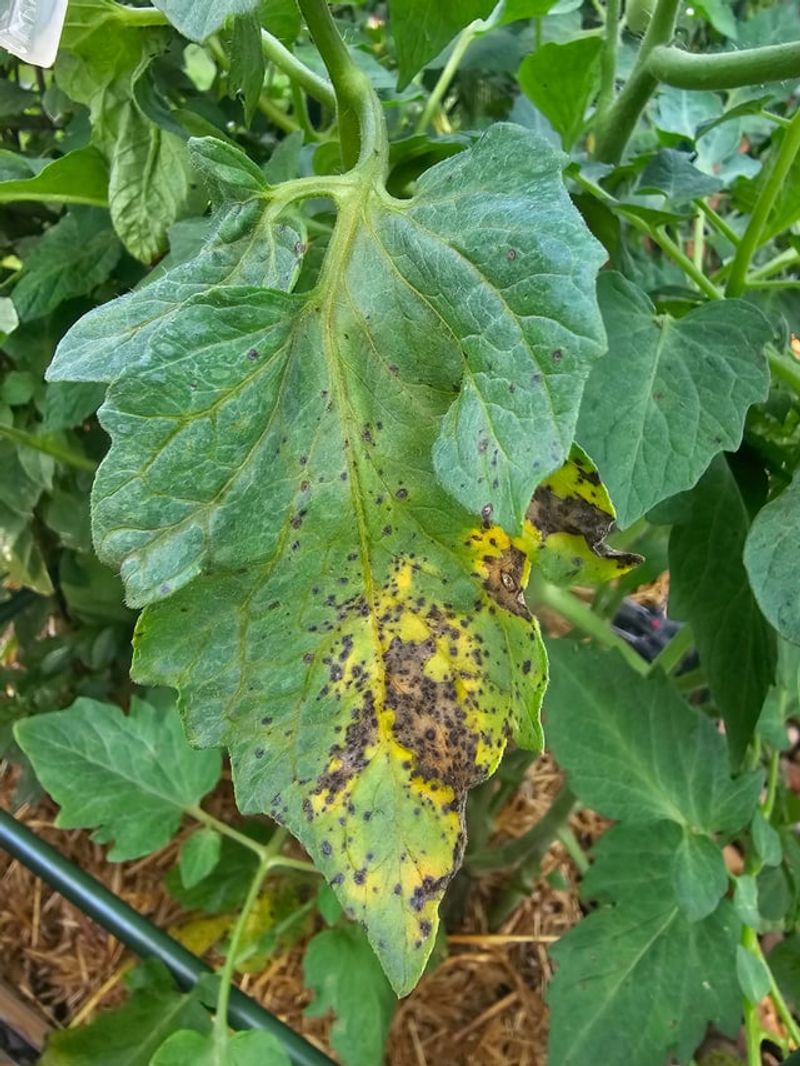 Dense Foliage Stays Wet Longer After Storms
