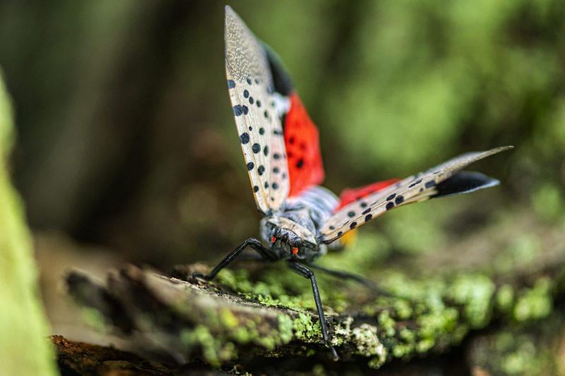 Damages Arizona Agriculture And Fruit Crops Severely