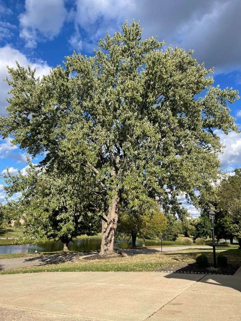Common Planting Makes Host Trees Plentiful