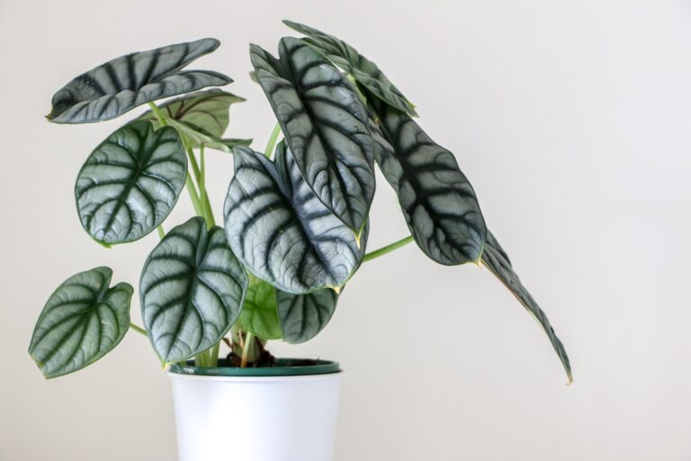 alocasia silver dragon indoor plant