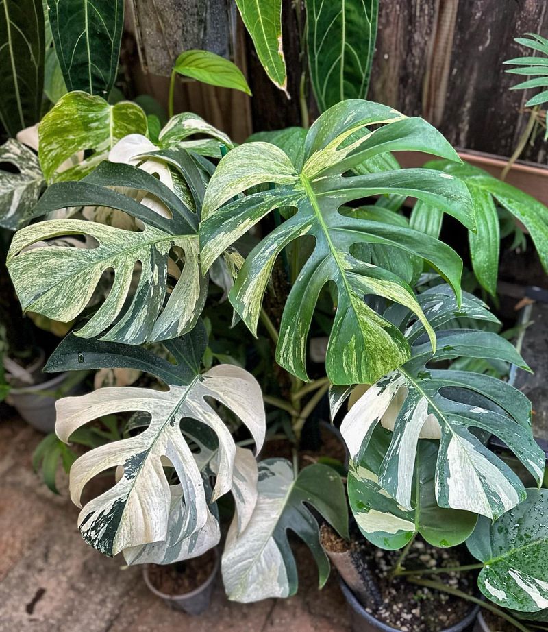 Variegated Monstera Deliciosa