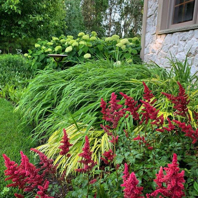 Astilbe