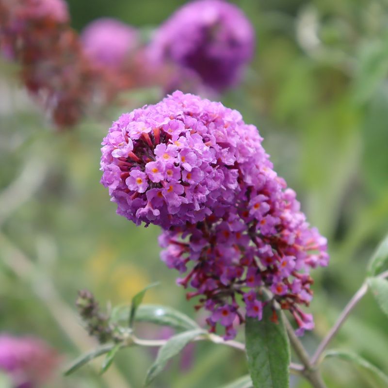 Butterfly Bush