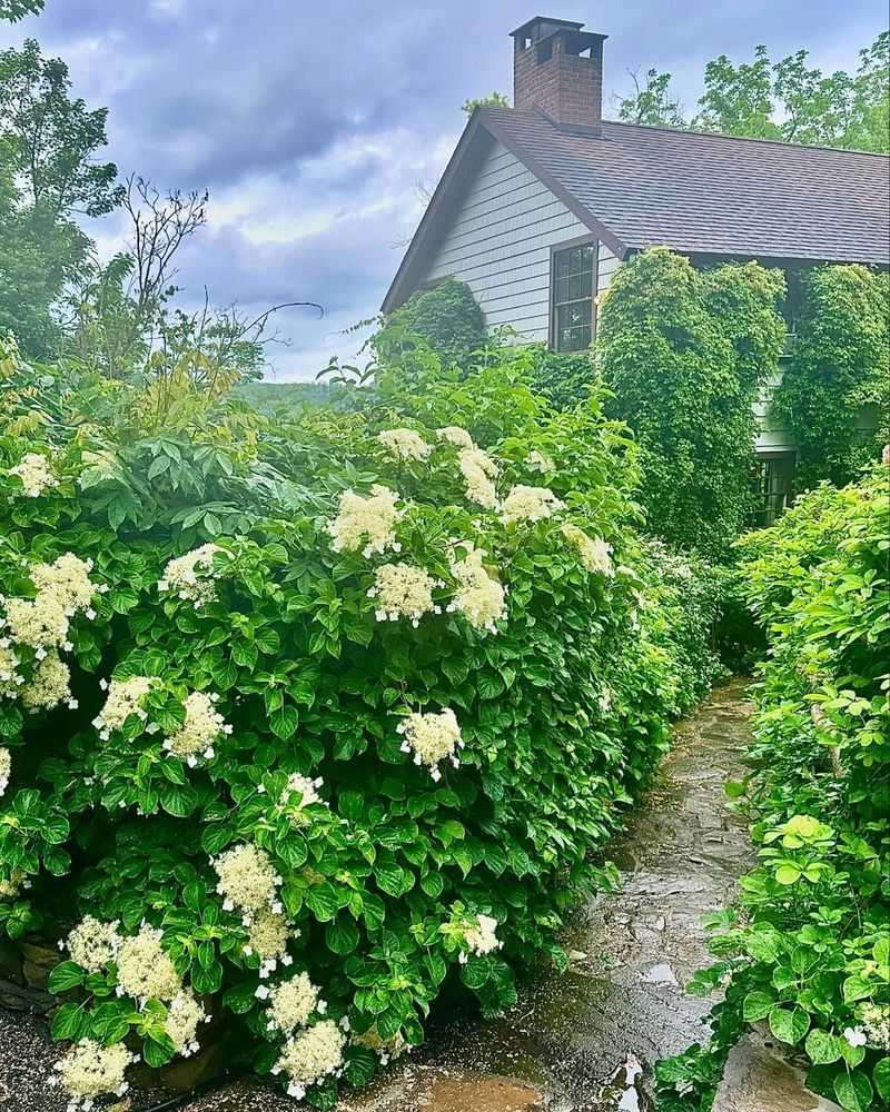 Climbing Hydrangeas