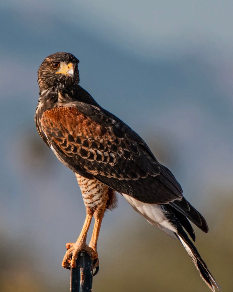 Harris's Hawks