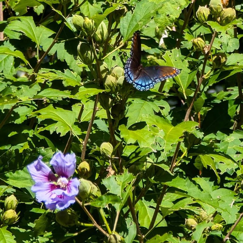 Attracts Butterflies And Hummingbirds Daily