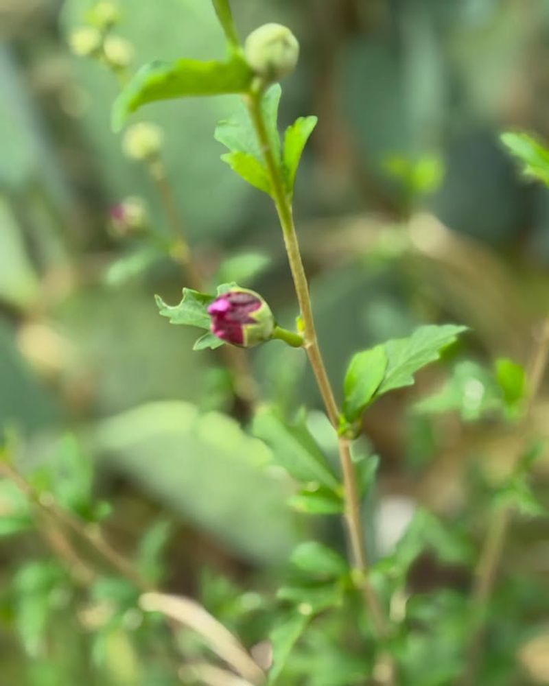 Self-Seeds Freely Throughout Your Garden