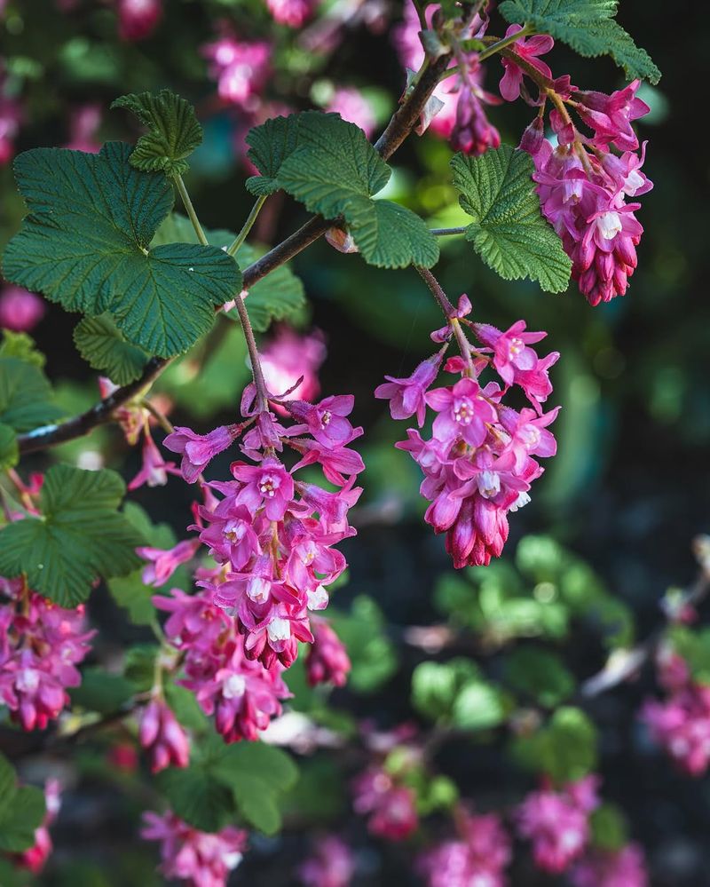 Edible Berries Feed Local Wildlife