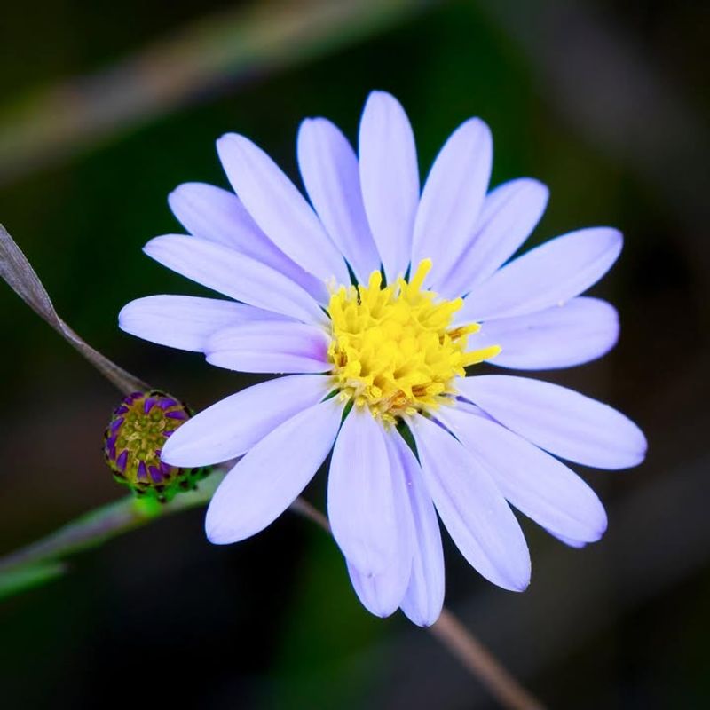 Low Maintenance And Easy To Grow