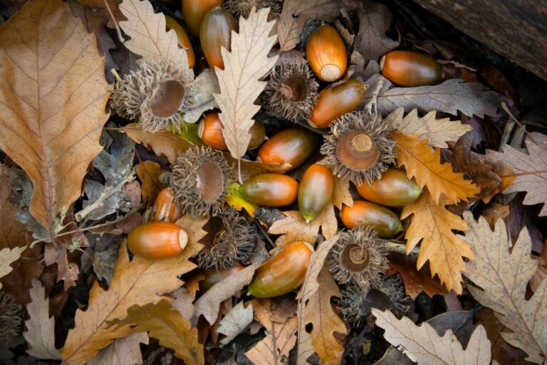 acorns on leaves