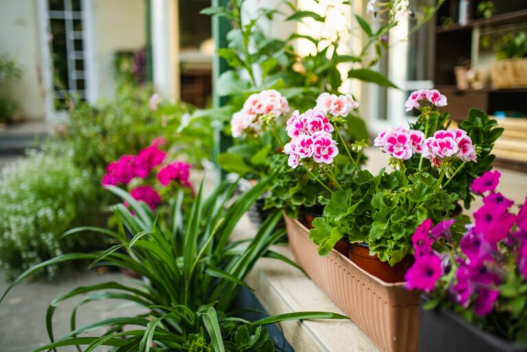 geraniums on patio