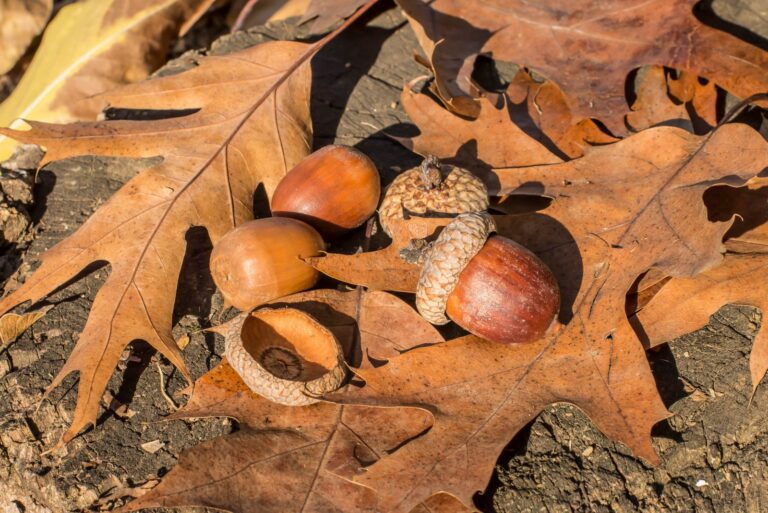 acorns and leaves
