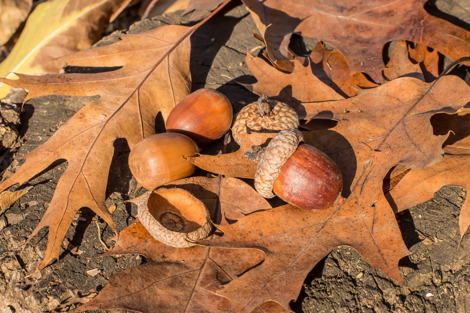 8 Reasons Your North Carolina Yard Has More Acorns Than Normal This Year