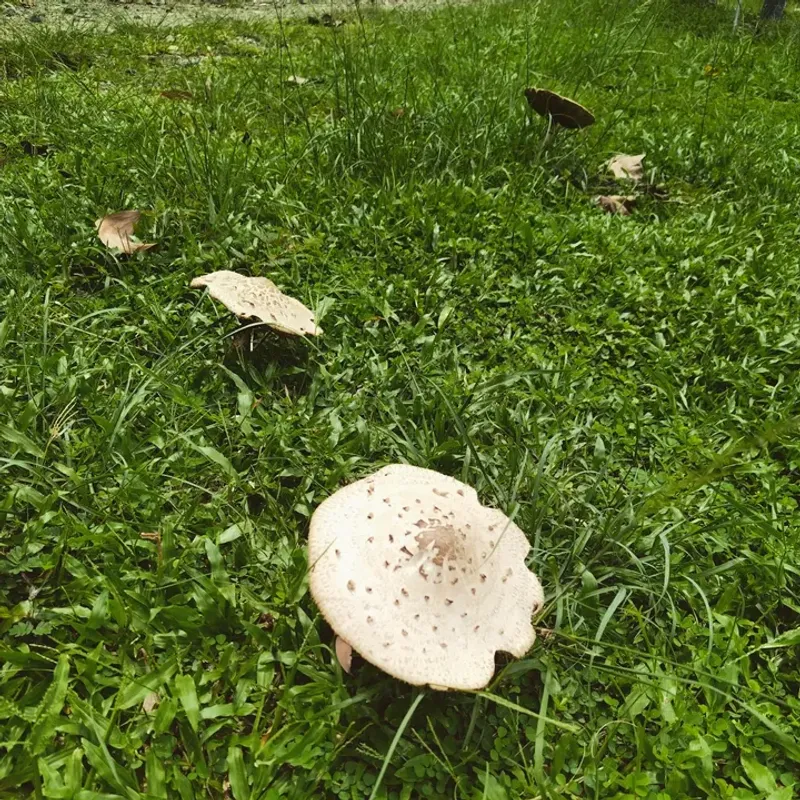 Naturally Occurring Fungal Networks In Healthy Soil