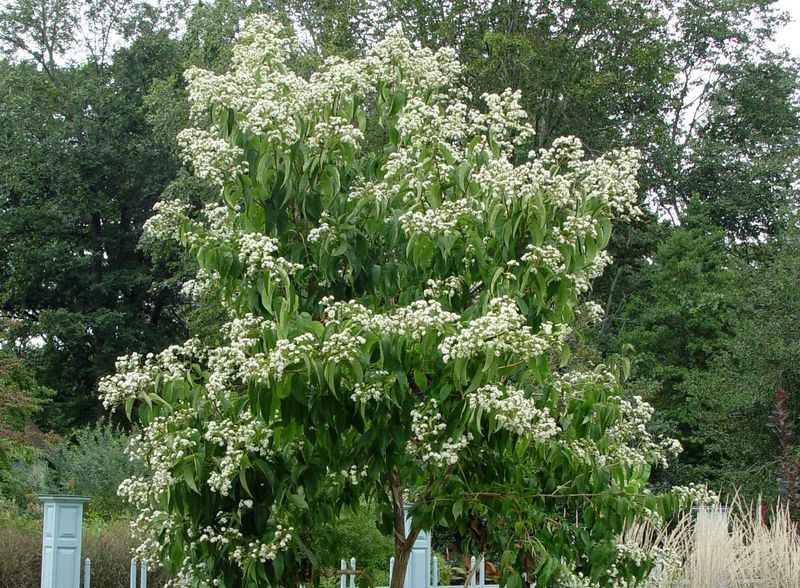 Thrives In Utah's Challenging Climate Conditions