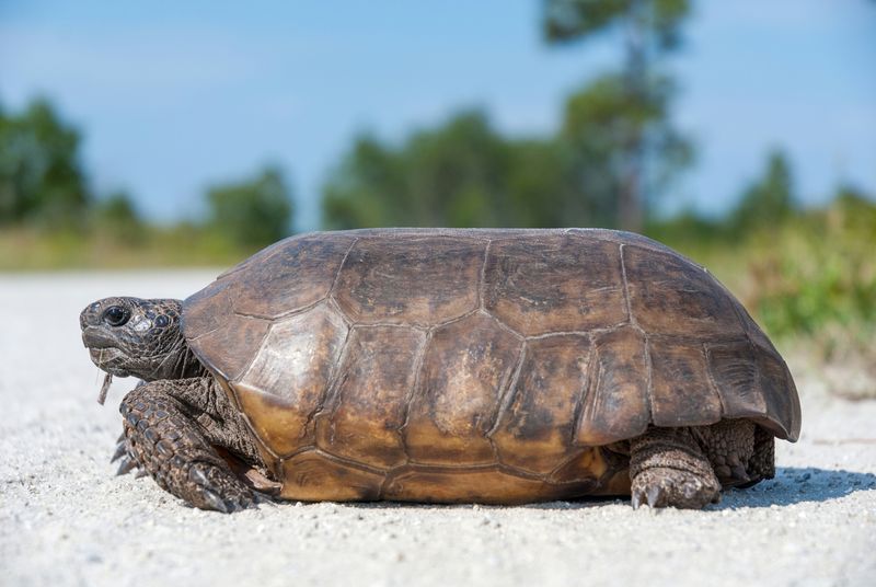 Gopher Tortoise