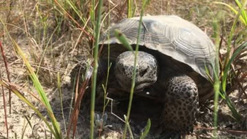 Gopher Tortoise Habitat Trees