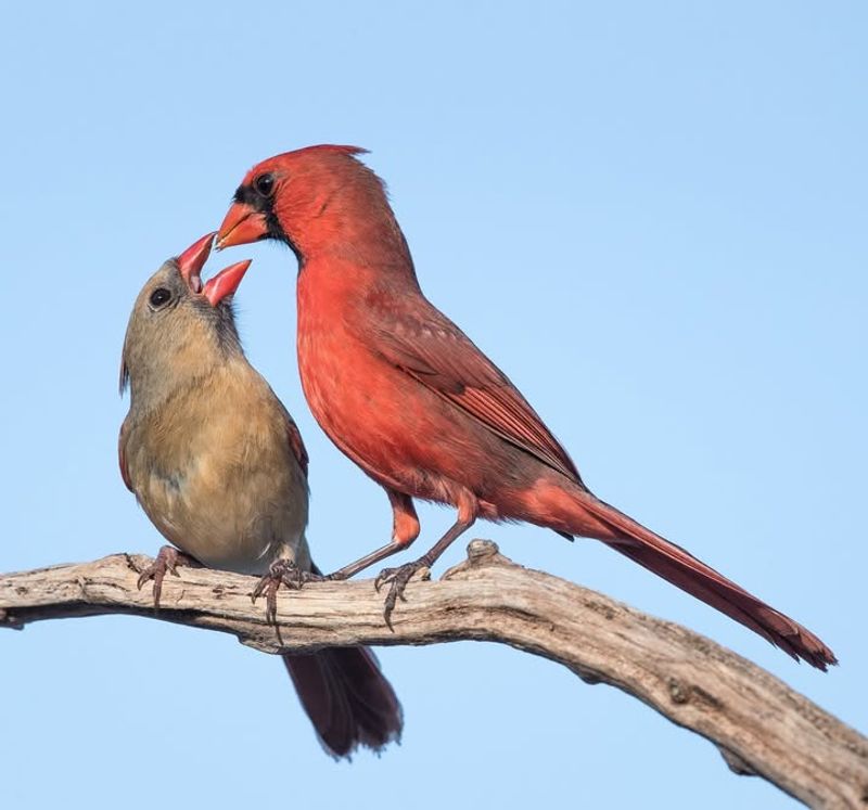 Northern Cardinal