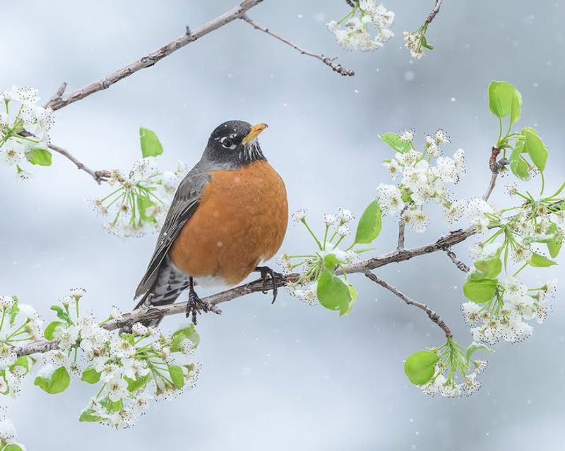 American Robin