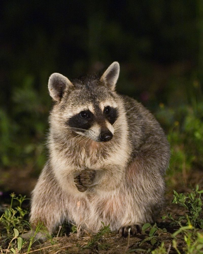 Raccoon