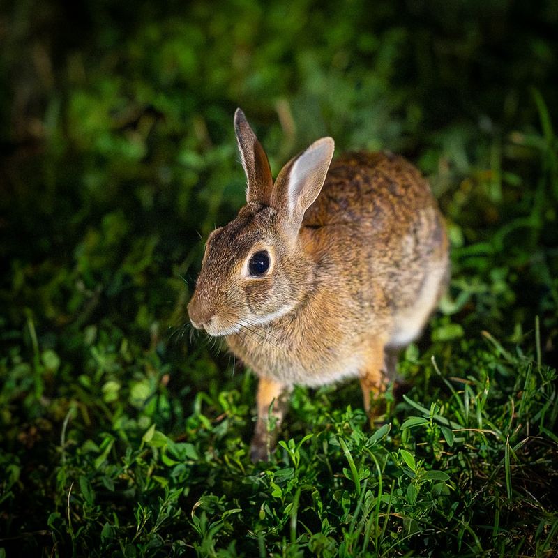Eastern Cottontail Rabbit