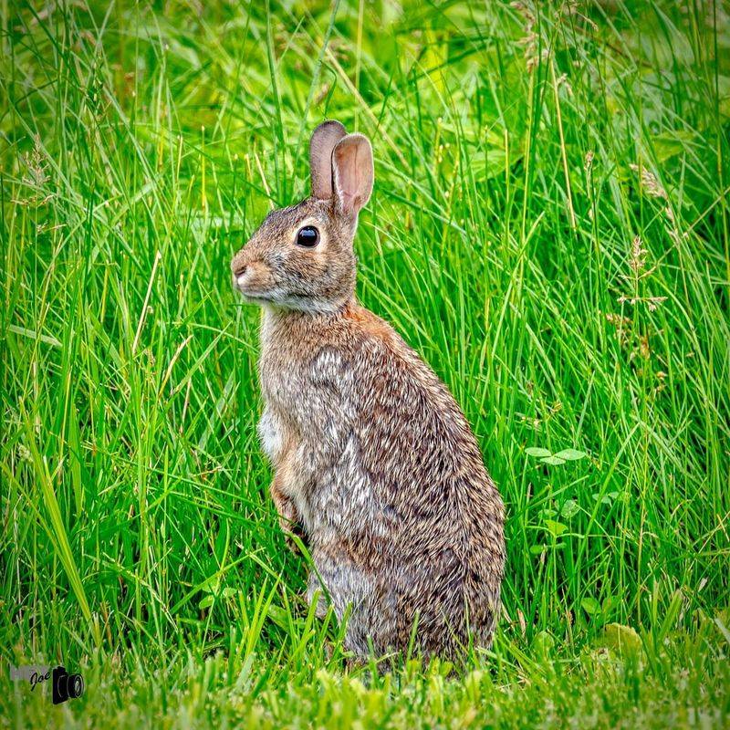 Eastern Cottontail Rabbit