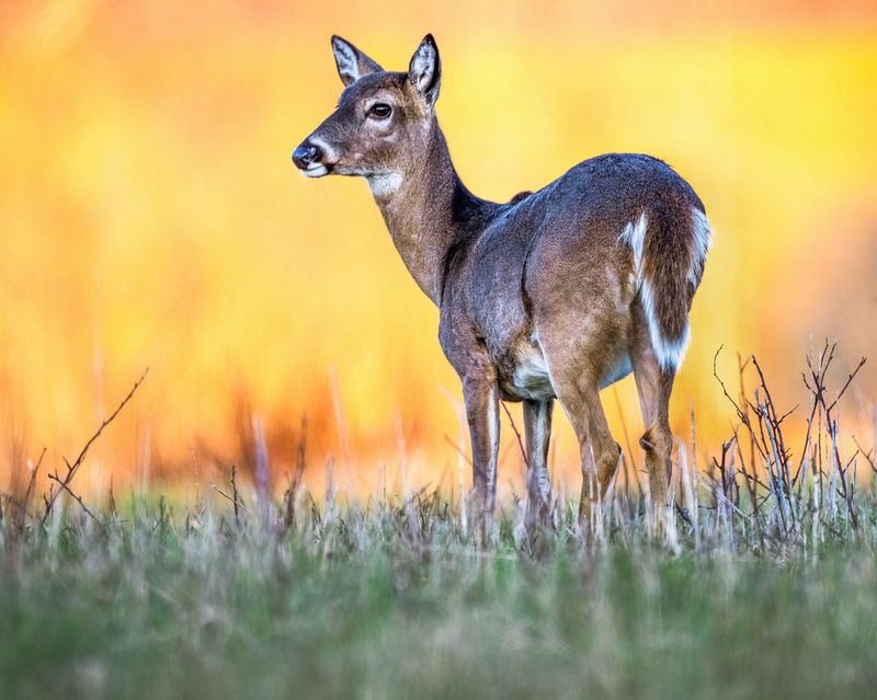 White-Tailed Deer