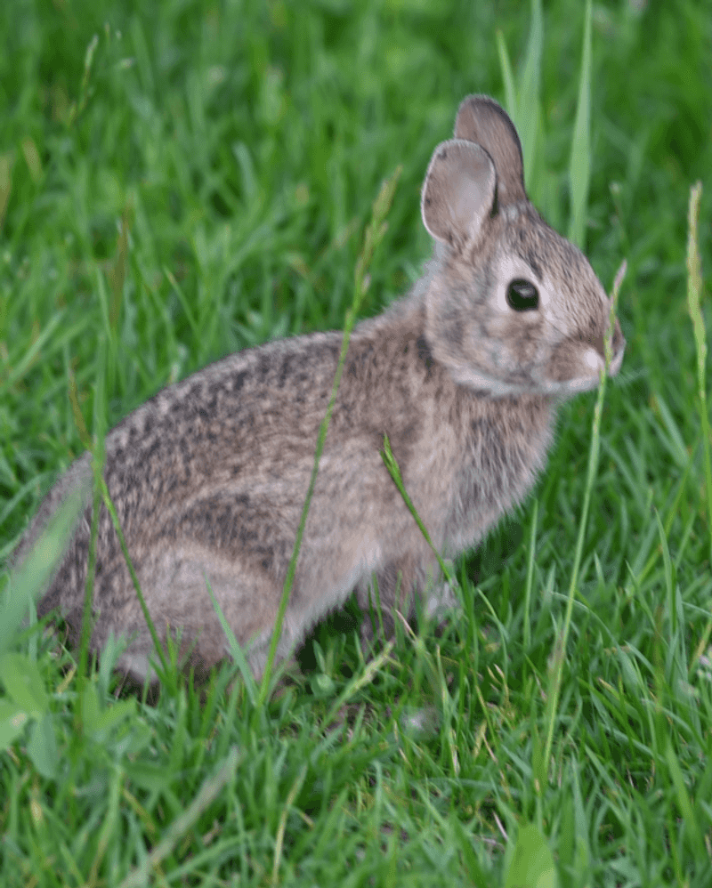 Eastern Cottontail Rabbit