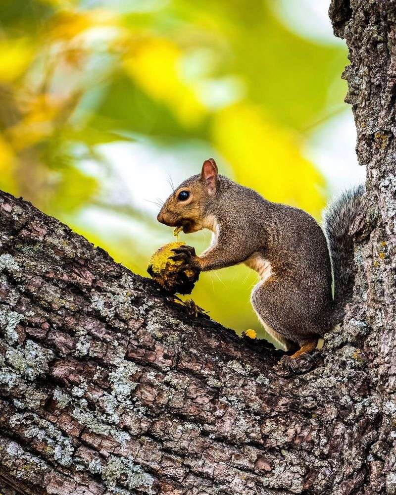 Eastern Gray Squirrels