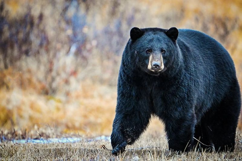 Black Bears