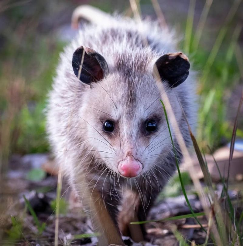 Opossums