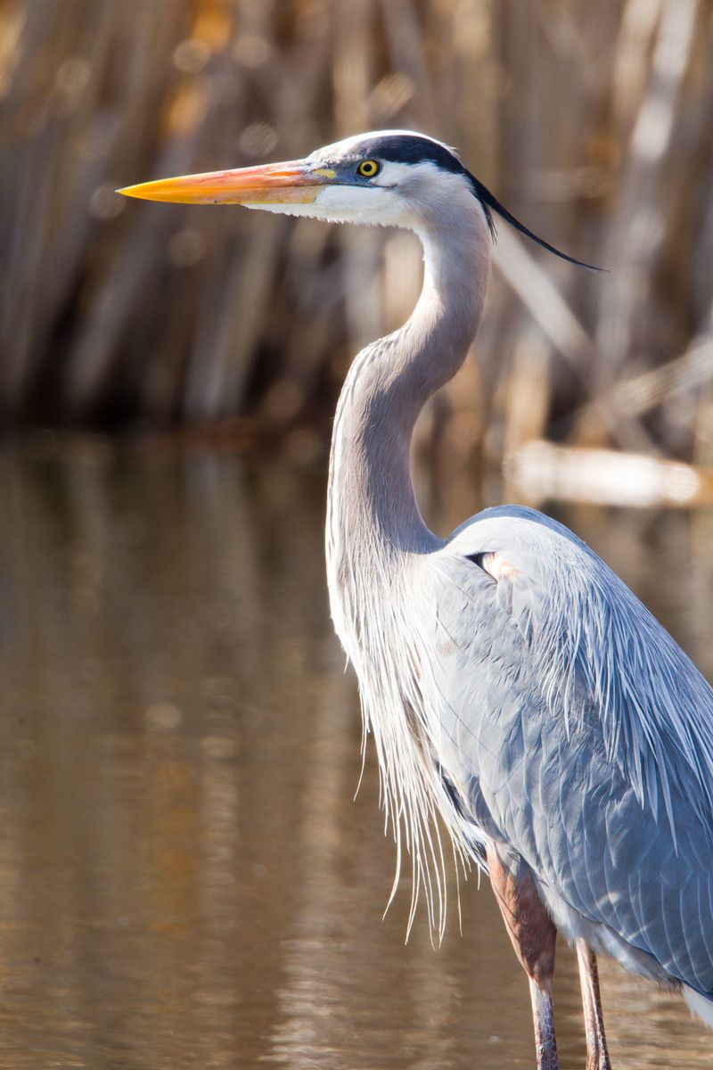 Great Blue Herons