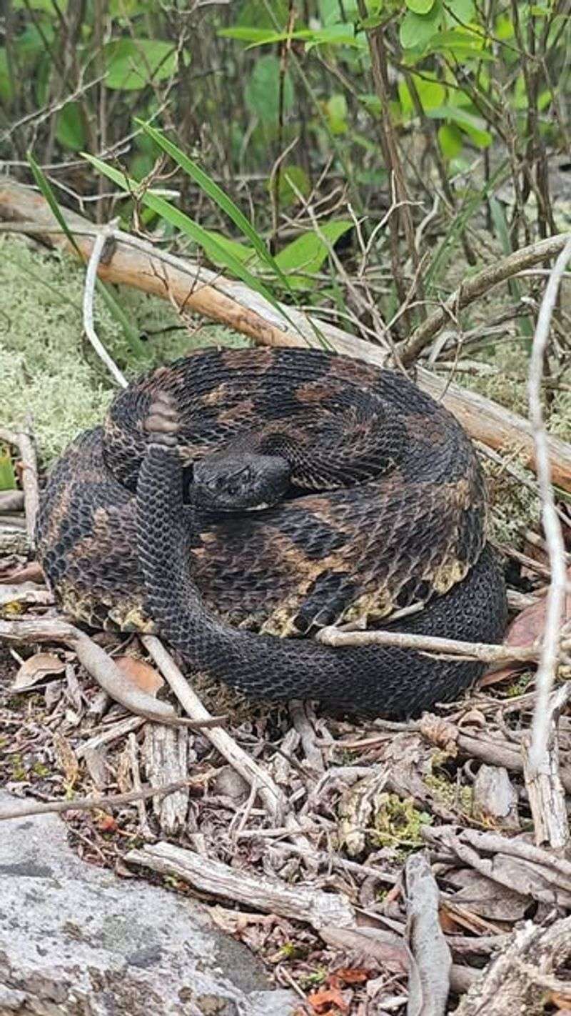 Timber Rattlesnake
