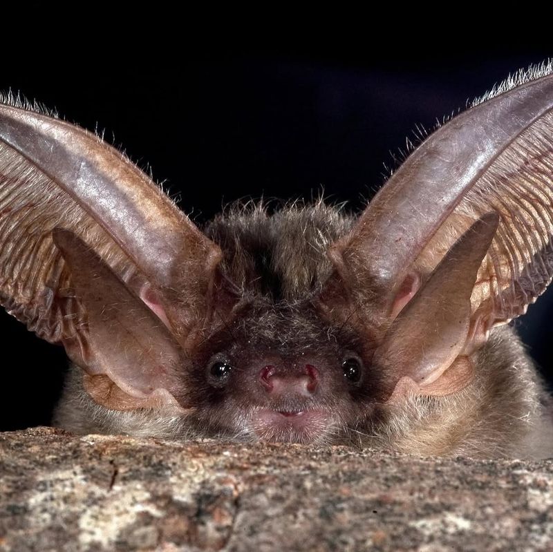 Northern Long-Eared Bats