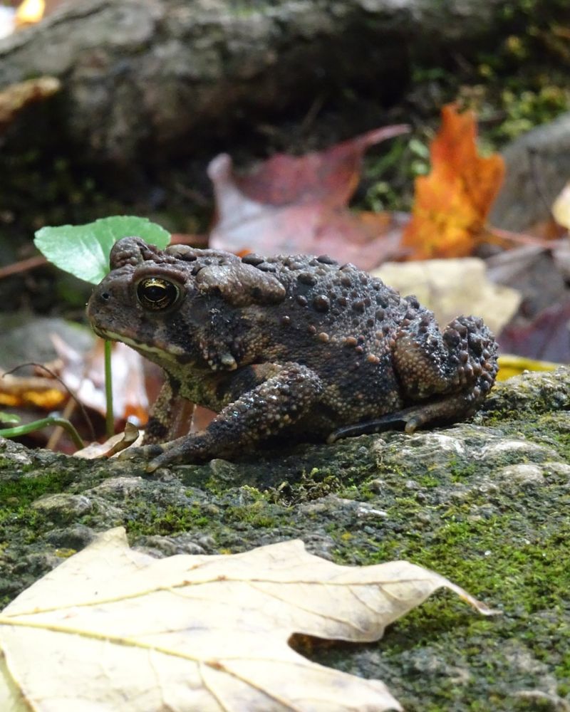 American Toad