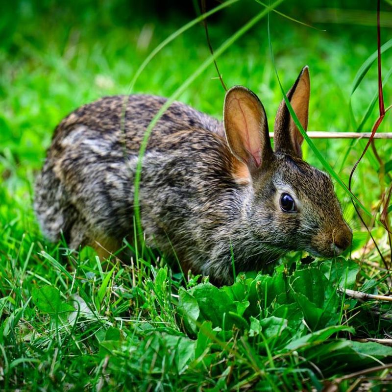 Eastern Cottontail Rabbit