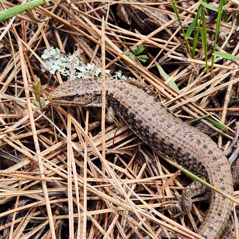 Northern Alligator Lizard