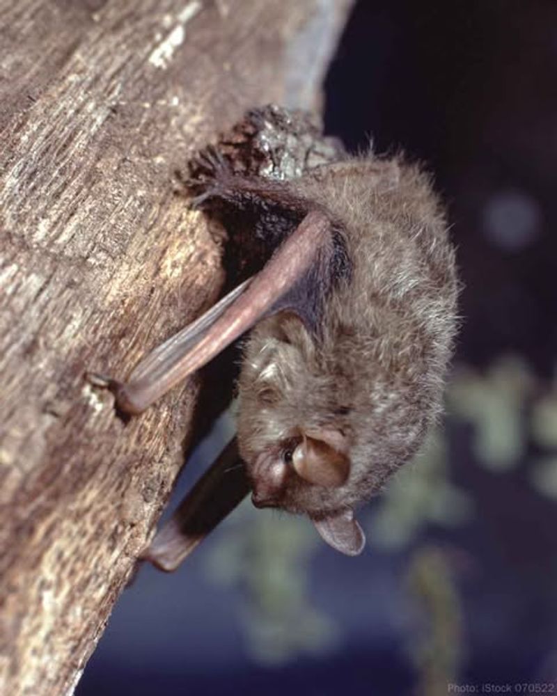 Little Brown Bat
