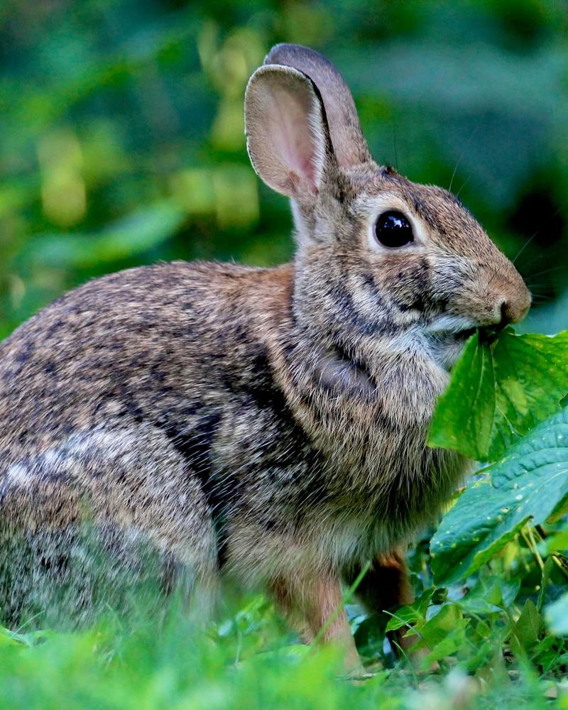 Eastern Cottontail Rabbits