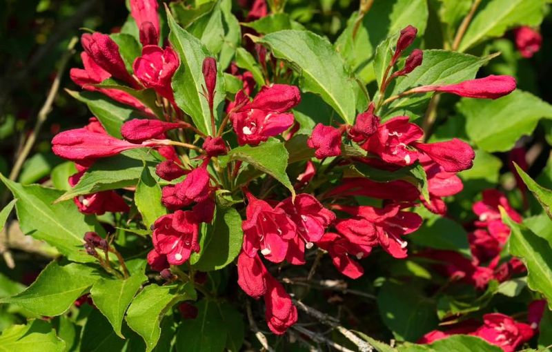 Stunning Red Blooms Appear In Spring