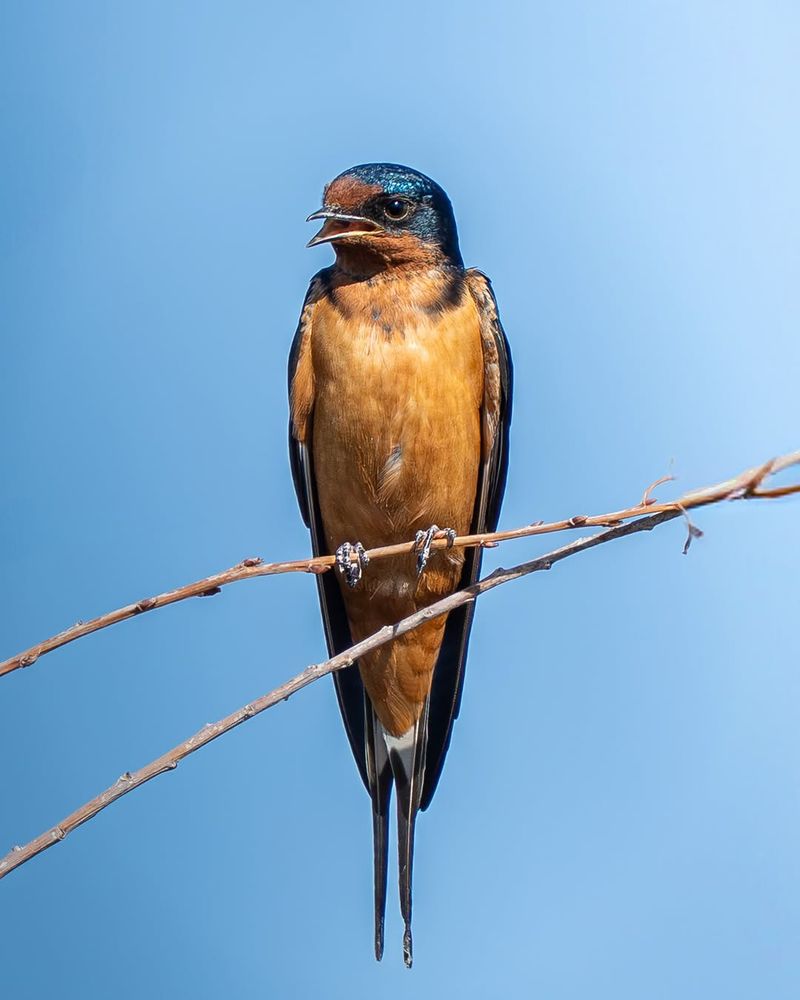 Barn Swallow