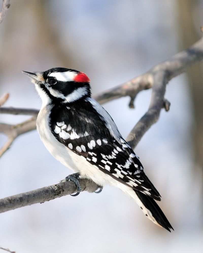 Downy Woodpecker (Dryobates pubescens)