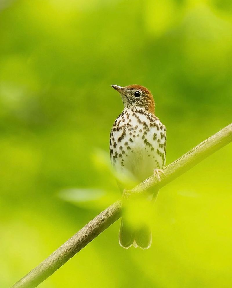 Wood Thrush