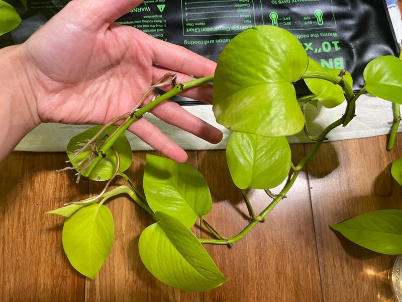 Prune Leggy Vines To Encourage Fullness