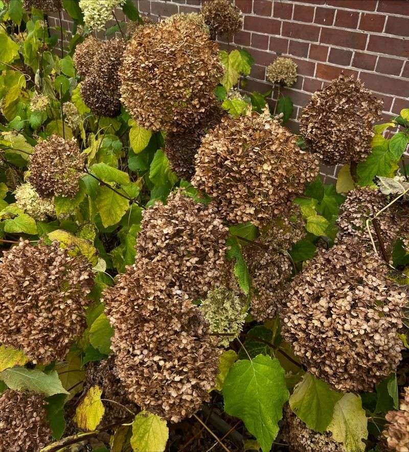 Leave Spent Blooms On The Plant For Extra Protection