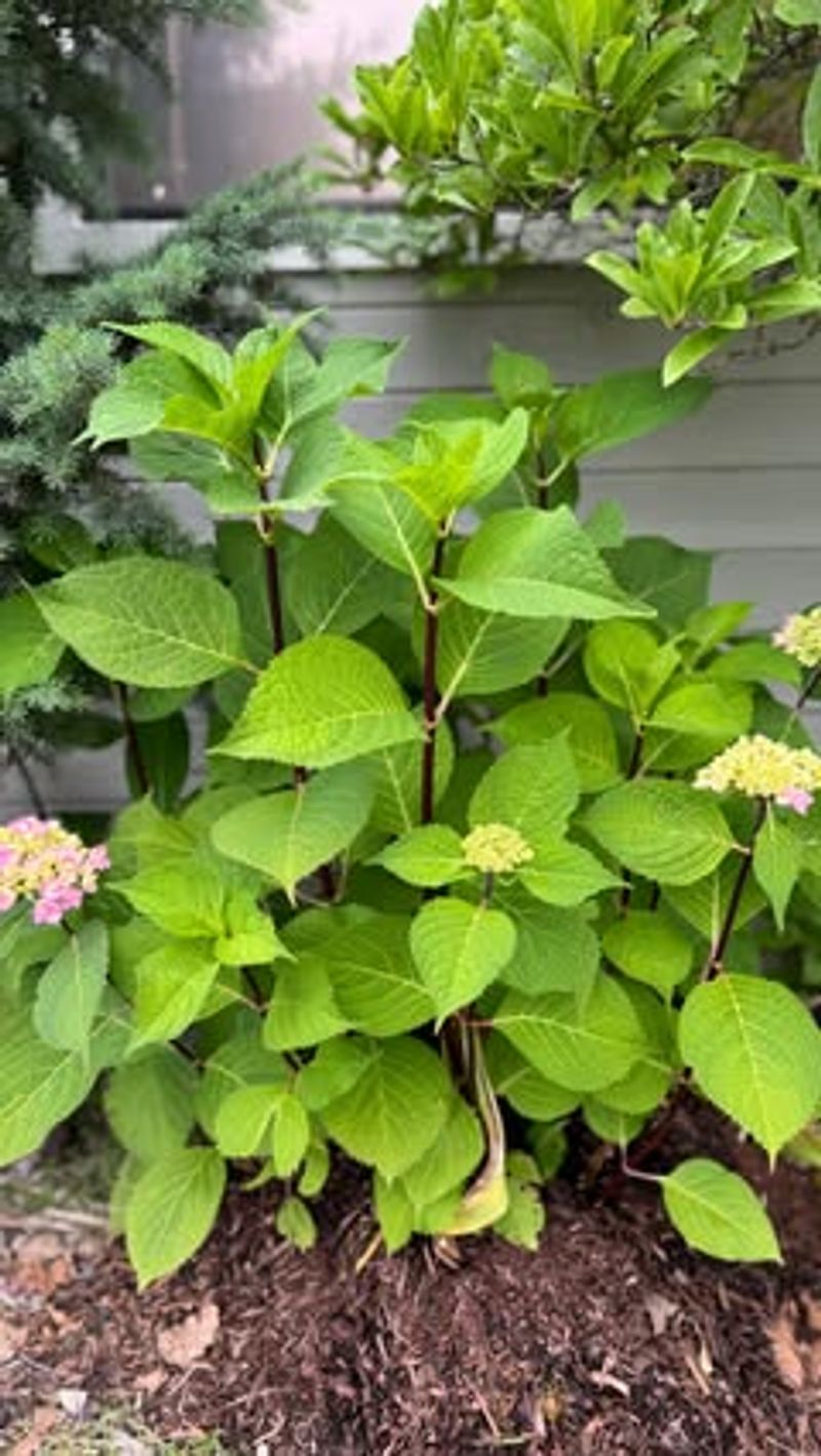 Apply Thick Mulch Around The Base