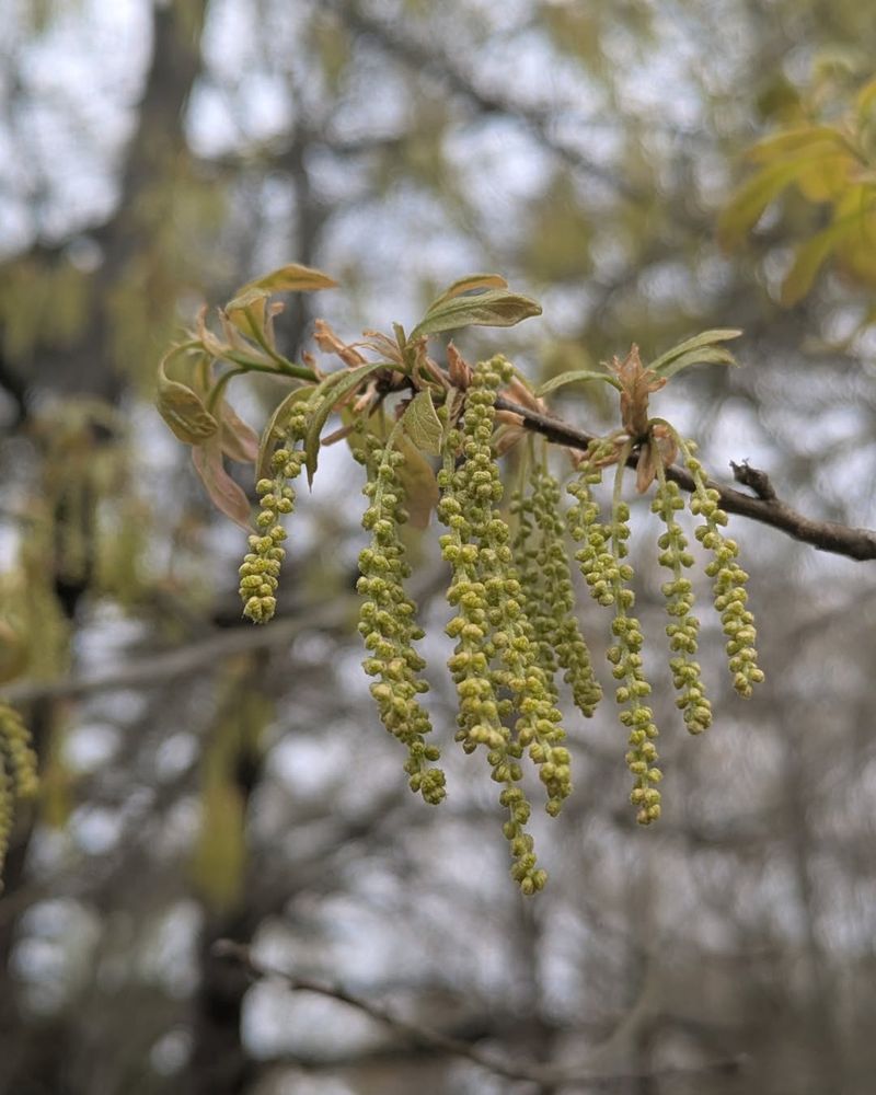 Pollination Success Rates